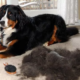 ТОП-10 способов чистки ковров от шерсти животных