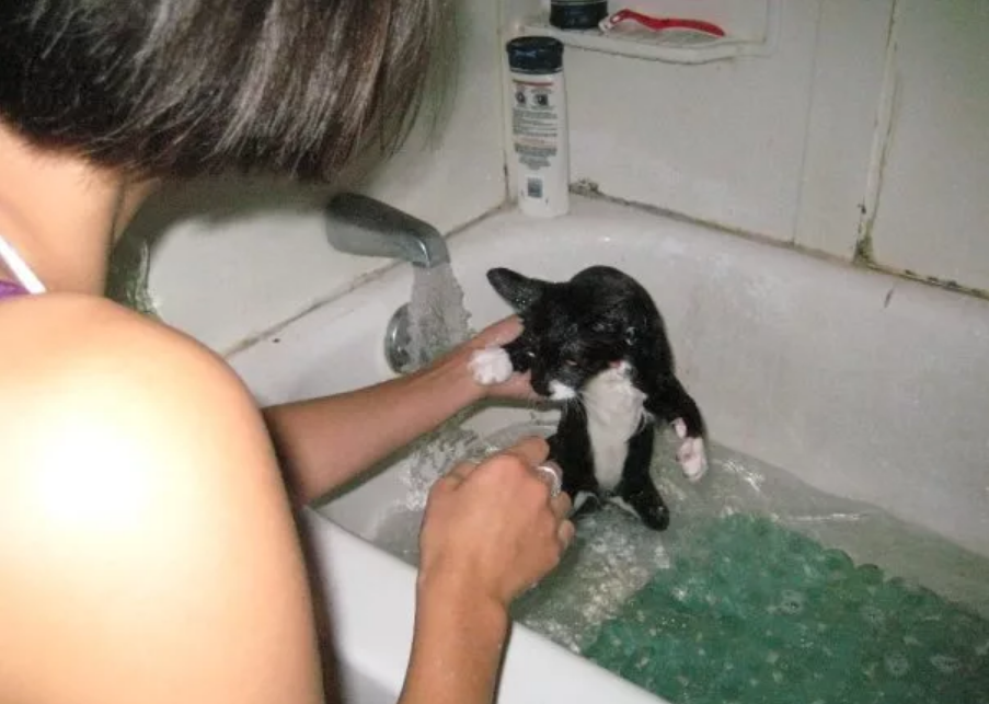 искупать кошку в ванной