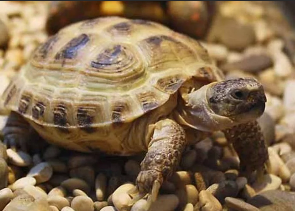черепаха - одна из пород животных для аллергиков и асматиков