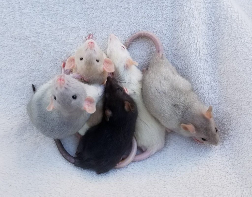 гипоаллергенные животные для аллергиков крыса домашняя