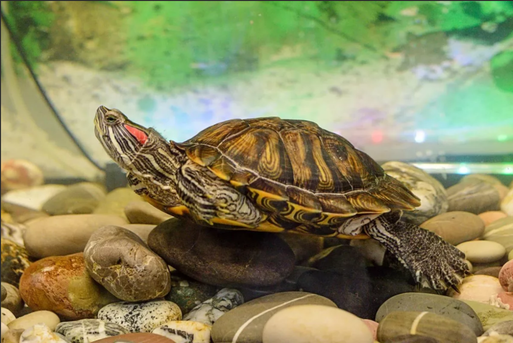 красноухая черепаха - одна из пород животных для аллергиков и асматиков