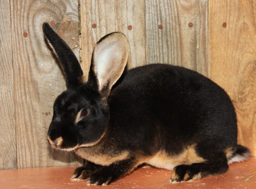 кролик рекс гипоаллергенное животное для аллергиков
