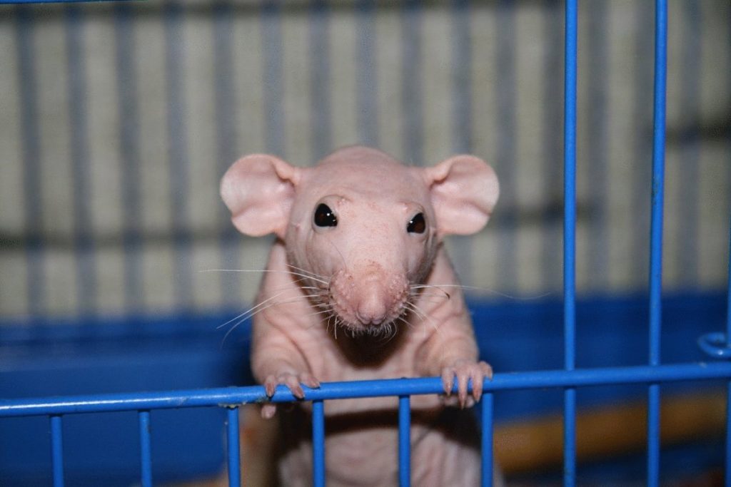 гипоаллергенные животные для аллергиков лысая крыса рекс