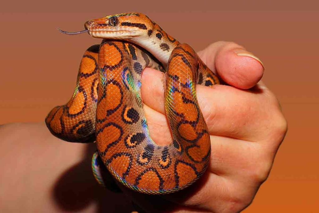 змея гипоаллергенное животное 2